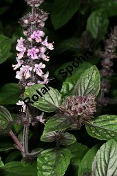 Rotes Strauchbasilikum 'Magic Blue', Rotes Basilikum 'Magic Blue', Ocimum 'Magic Blue' Kauf von 06768_ocimum_magic_blue_img_9516.jpg