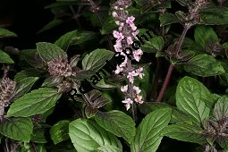 Rotes Strauchbasilikum 'Magic Blue', Rotes Basilikum 'Magic Blue', Ocimum 'Magic Blue' Kauf von 06768_ocimum_magic_blue_img_9517.jpg