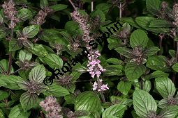 Rotes Strauchbasilikum 'Magic Blue', Rotes Basilikum 'Magic Blue', Ocimum 'Magic Blue' Kauf von 06768_ocimum_magic_blue_img_9518.jpg