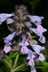 Katzenminze 'Manchu Blue', Nepeta manchuriensis 'Manchu Blue' Kauf von 06771_nepeta_manchuriensis_manchu_blue_img_9533.jpg