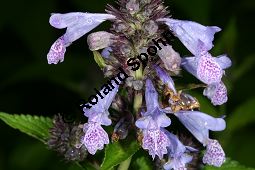 Katzenminze 'Manchu Blue', Nepeta manchuriensis 'Manchu Blue' Kauf von 06771_nepeta_manchuriensis_manchu_blue_img_9534.jpg