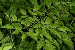 August-Silberkerze, Cimicifuga dahurica Kauf von 06772_cimicifuga_dahurica_img_9536.jpg