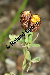 Brauner Moor-Klee, Trifolium spadiceum Kauf von 06773_trifolium_spadiceum_img_9588.jpg