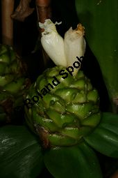 Prächtige Kostwurz, Costus speciosus Kauf von 06774_costus_speciosus_img_9616.jpg