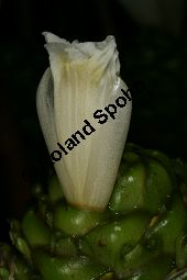 Prächtige Kostwurz, Costus speciosus Kauf von 06774_costus_speciosus_img_9617.jpg