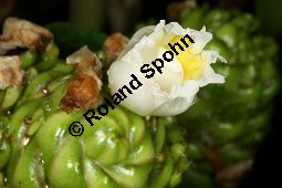 Prächtige Kostwurz, Costus speciosus Kauf von 06774_costus_speciosus_img_9618.jpg