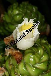 Prächtige Kostwurz, Costus speciosus Kauf von 06774_costus_speciosus_img_9619.jpg