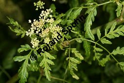 Französische Erdkastanie, Conopodium majus Kauf von 06775_conopodium_majus_img_9623.jpg