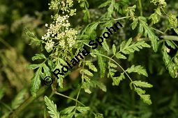 Französische Erdkastanie, Conopodium majus Kauf von 06775_conopodium_majus_img_9624.jpg