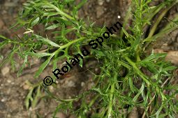 Maka, Maca, Lepidium meyenii, Lepidium peruvianum Kauf von 06776_lepidium_meyenii_img_9627.jpg