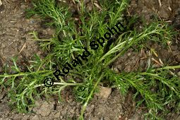 Maka, Maca, Lepidium meyenii, Lepidium peruvianum Kauf von 06776_lepidium_meyenii_img_9628.jpg