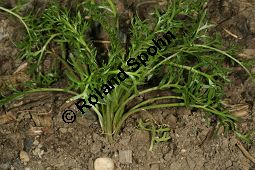 Maka, Maca, Lepidium meyenii, Lepidium peruvianum Kauf von 06776_lepidium_meyenii_img_9629.jpg