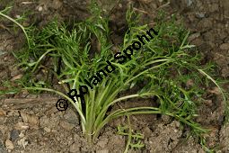 Maka, Maca, Lepidium meyenii, Lepidium peruvianum Kauf von 06776_lepidium_meyenii_img_9630.jpg