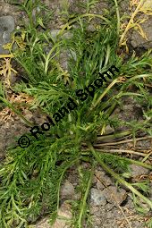 Maka, Maca, Lepidium meyenii, Lepidium peruvianum Kauf von 06776_lepidium_meyenii_img_9821.jpg