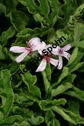 Duftgeranie, Duft-Pelargonie 'Roberts Lemon Rose', Pelargonium 'Roberts Lemon Rose' Kauf von 06777_pelargonium_roberts_lemon_rose_img_9638.jpg