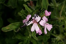 Duftgeranie, Duft-Pelargonie 'Roberts Lemon Rose', Pelargonium 'Roberts Lemon Rose' Kauf von 06777_pelargonium_roberts_lemon_rose_img_9639.jpg