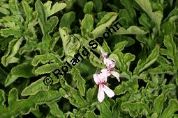 Duftgeranie, Duft-Pelargonie 'Roberts Lemon Rose', Pelargonium 'Roberts Lemon Rose' Kauf von 06777_pelargonium_roberts_lemon_rose_img_9640.jpg