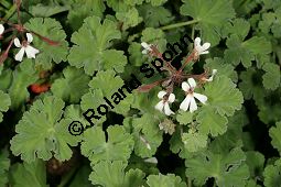 Duftpelargonie, Duftgeranium, Pelargonium x fragrans, Pelargonium fragrans Kauf von 06778_pelargonium_fragrans_img_9641.jpg