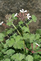 Duftpelargonie, Duftgeranium, Pelargonium x fragrans, Pelargonium fragrans Kauf von 06778_pelargonium_fragrans_img_9643.jpg