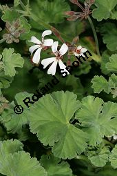 Duftpelargonie, Duftgeranium, Pelargonium x fragrans, Pelargonium fragrans Kauf von 06778_pelargonium_fragrans_img_9644.jpg