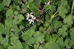 Duftpelargonie, Duftgeranium, Pelargonium x fragrans, Pelargonium fragrans Kauf von 06778_pelargonium_fragrans_img_9645.jpg