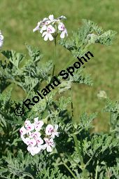 Pelargonium blandfordianum Kauf von 06779_pelargonium_blandfordianum_img_9651.jpg
