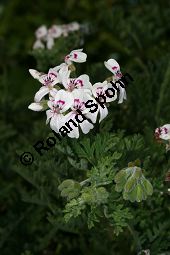 Pelargonium blandfordianum Kauf von 06779_pelargonium_blandfordianum_img_9654.jpg