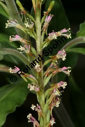 Zweijährige Prachtkerze, Gaura biennis Kauf von 06782_gaura_biennis_img_9683.jpg