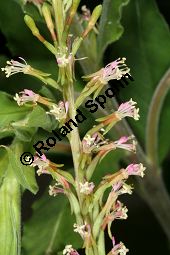 Zweijährige Prachtkerze, Gaura biennis Kauf von 06782_gaura_biennis_img_9684.jpg