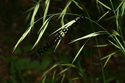Benekens Trespe, Benekens Wald-Trespe, Raue Wald-Trespe, Bromus benekenii Kauf von 06784_bromus_benekenii_img_9882.jpg