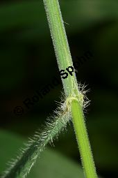 Benekens Trespe, Benekens Wald-Trespe, Raue Wald-Trespe, Bromus benekenii Kauf von 06784_bromus_benekenii_img_9883.jpg