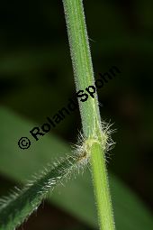 Benekens Trespe, Benekens Wald-Trespe, Raue Wald-Trespe, Bromus benekenii Kauf von 06784_bromus_benekenii_img_9884.jpg