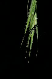 Benekens Trespe, Benekens Wald-Trespe, Raue Wald-Trespe, Bromus benekenii Kauf von 06784_bromus_benekenii_img_9885.jpg
