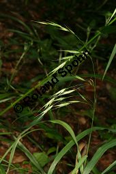 Benekens Trespe, Benekens Wald-Trespe, Raue Wald-Trespe, Bromus benekenii Kauf von 06784_bromus_benekenii_img_9886.jpg