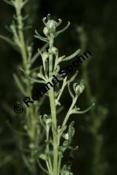 Kampfer-Wermut, Artemisia alba, Artemisia camphorata Kauf von 06786_artemisia_alba_img_0053.jpg