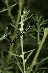 Kampfer-Wermut, Artemisia alba, Artemisia camphorata Kauf von 06786_artemisia_alba_img_0055.jpg