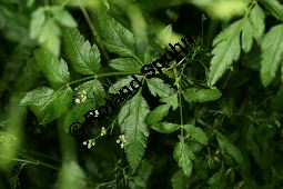 Gewürzdolde, Sium amomum Kauf von 06789_sium_amomum_img_0099.jpg