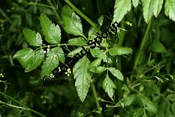 Gewürzdolde, Sium amomum Kauf von 06789_sium_amomum_img_0100.jpg