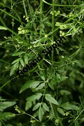 Gewürzdolde, Sium amomum Kauf von 06789_sium_amomum_img_0101.jpg