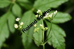 Gewürzdolde, Sium amomum Kauf von 06789_sium_amomum_img_0102.jpg