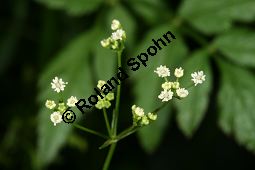 Gewürzdolde, Sium amomum Kauf von 06789_sium_amomum_img_0103.jpg