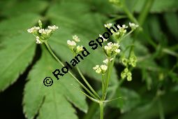 Gewürzdolde, Sium amomum Kauf von 06789_sium_amomum_img_0104.jpg