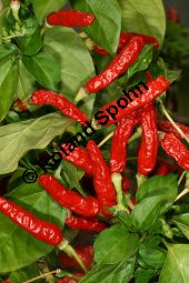 Cayennepfeffer 'Chile Picante 1042', Capsicum frutescens Cv. Chile Picante 1042 Kauf von 06792_capsicum_frutescens_chile_picante_img_0157.jpg