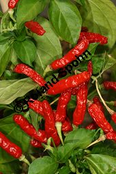 Cayennepfeffer 'Chile Picante 1042', Capsicum frutescens Cv. Chile Picante 1042 Kauf von 06792_capsicum_frutescens_chile_picante_img_0158.jpg