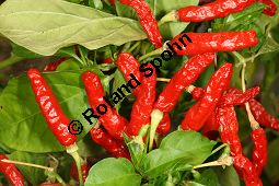 Cayennepfeffer 'Chile Picante 1042', Capsicum frutescens Cv. Chile Picante 1042 Kauf von 06792_capsicum_frutescens_chile_picante_img_0159.jpg