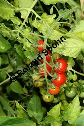 Johannisbeer-Tomate, Lycopersicon esculentum var. pimpinellifolium, Lycopersicon pimpinellifolium Kauf von 06793_lycopersicon_esculentum_pimpinellifolium_img_0183.jpg
