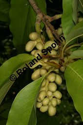 Champaka, Magnolia champaca, Michelia champaca Kauf von 06796_magnolia_champaca_img_0208.jpg