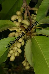 Champaka, Magnolia champaca, Michelia champaca Kauf von 06796_magnolia_champaca_img_0209.jpg