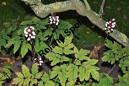 Weißes Christophskraut, Weißfrüchtiges Christophskraut, Dickstieliges Christophskraut, Actaea pachypoda, Actaea alba Kauf von 06797_actaea_pachypoda_dsc_0340.jpg