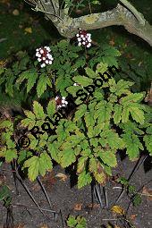 Weißes Christophskraut, Weißfrüchtiges Christophskraut, Dickstieliges Christophskraut, Actaea pachypoda, Actaea alba Kauf von 06797_actaea_pachypoda_dsc_0341.jpg